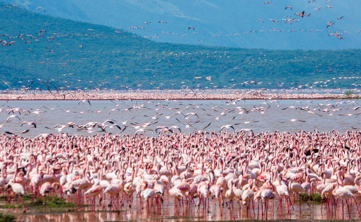 Millionen Flamingos am Lake Nakuru Nationalpark