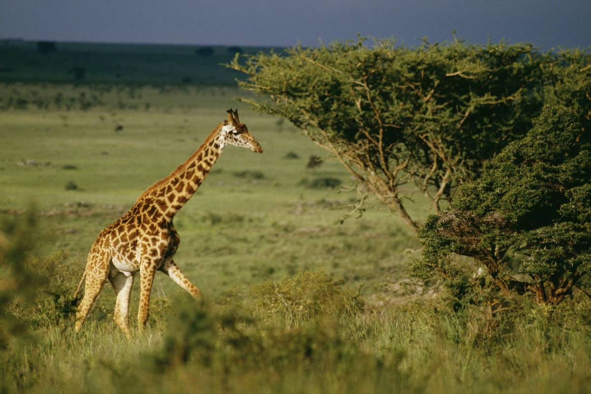 Eine Giraffe streift durch die Savanne im Nairobi Nationalpark in Kenia