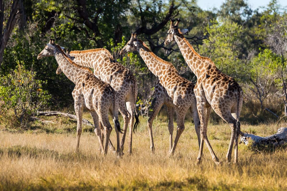 Giraffen im bewaldeten Gebiet im Mount Longonot