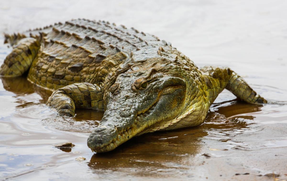 Krokodil am Lake Turkana in Kenia