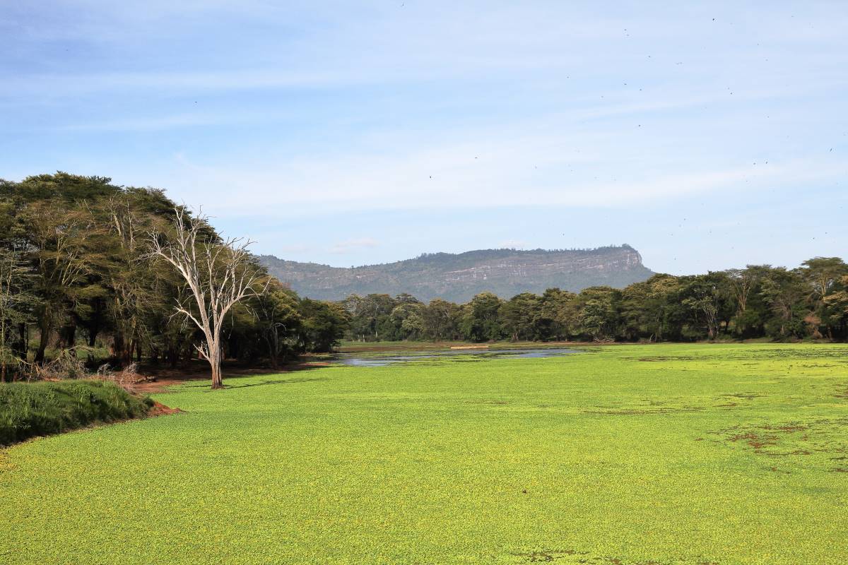 Sumpfgebiet im Taita Hills Reservat