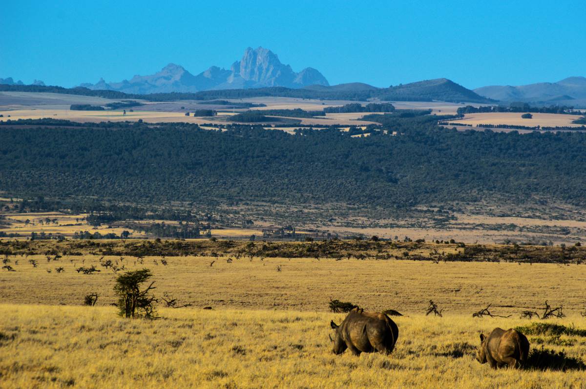 Blick auf den Mount Kenya im Lewa Wildlife