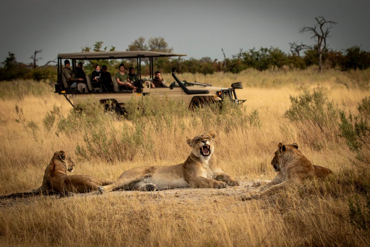 Löwen auf einer Safari im Lewa Wildlife