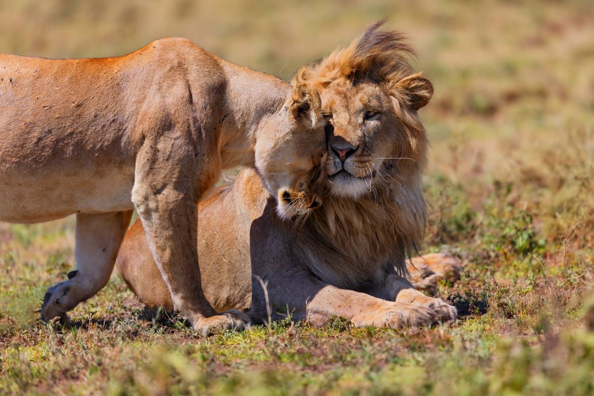 Zwei Löwen im Tsavo West Nationalpark