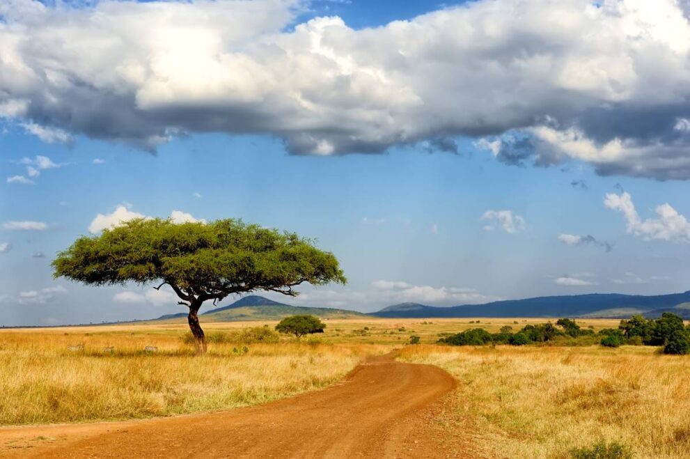 Straße im Meru Nationalpark in Kenia
