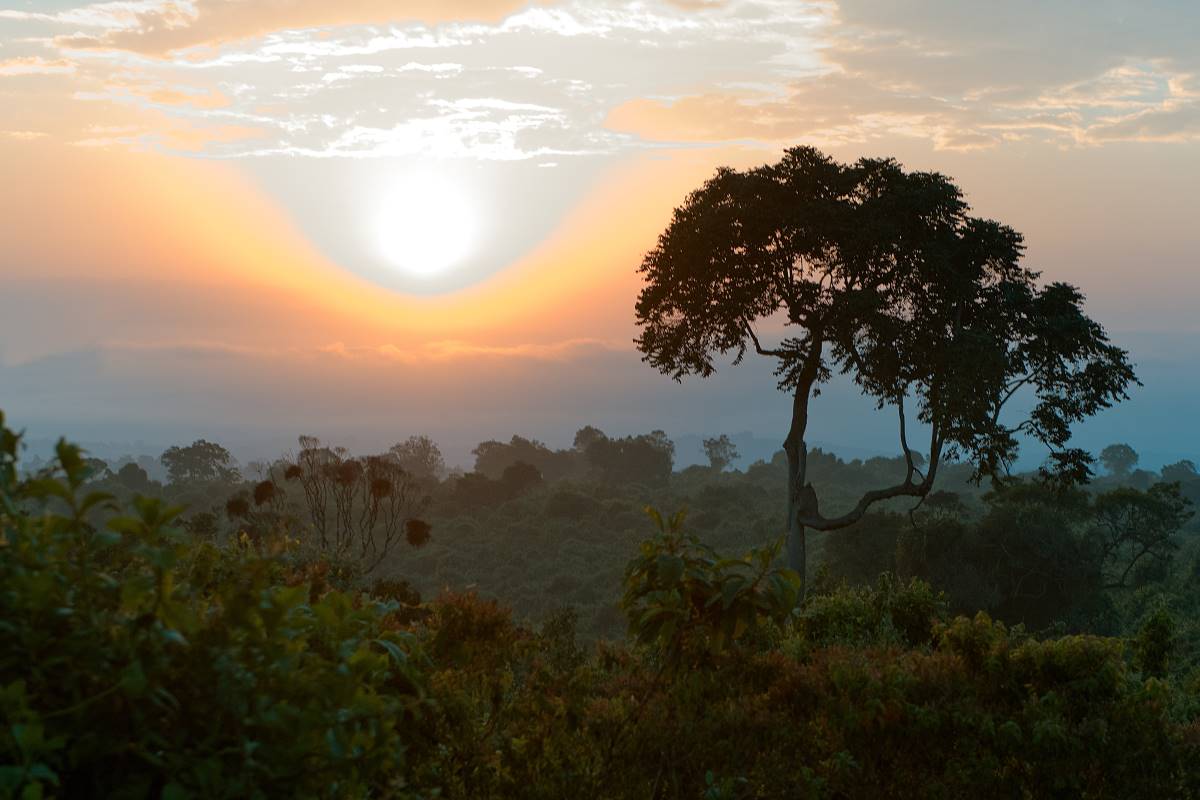 Nebliger Wald im Aberdare Nationalpark in Kenia