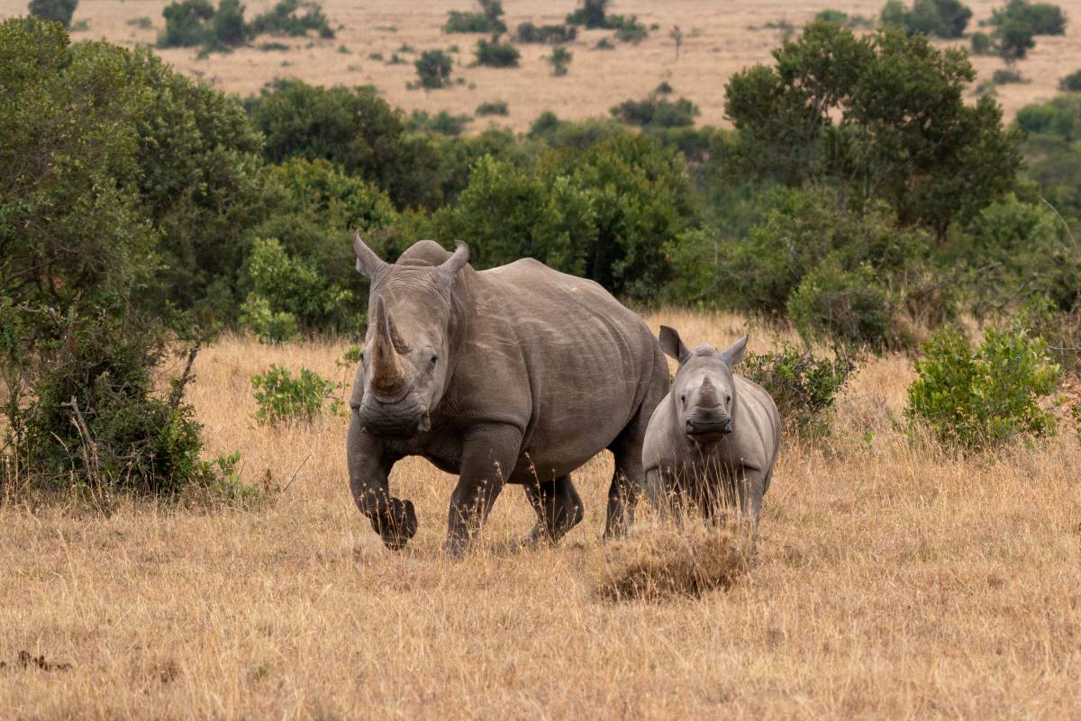 Nashörner im Ngulia Rhino Sanctuary im Tsavo West Nationalpark in Kenia