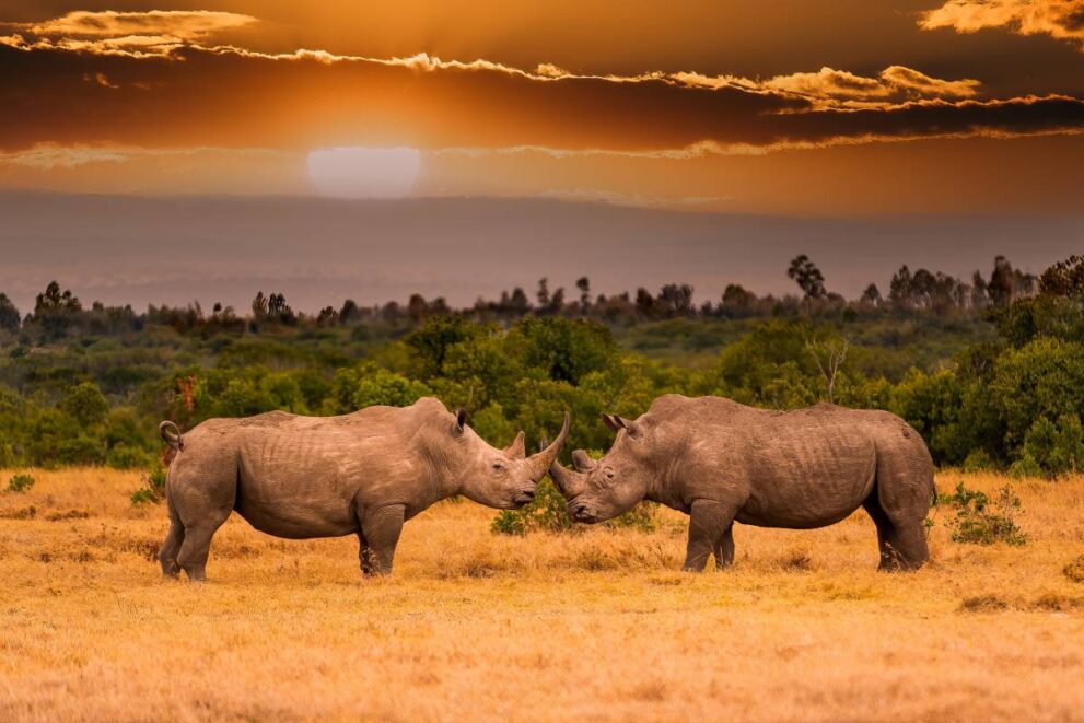 Nashörner vor dem Sonnenuntergang im Ol Pejeta Schutzgebiet in Kenia