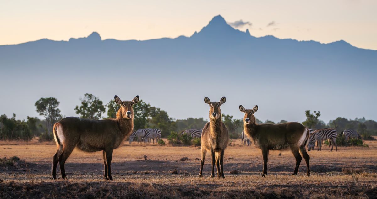 Tiere im Ol Pejeta Schutzgebiet in Kenia mit dem Mount Kenya im Hintergrund