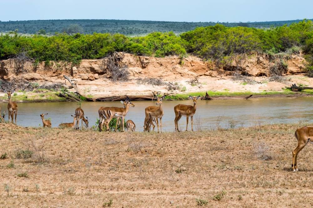 Antilopen am Galana River im Tsavo Ost Nationalpark in Kenia