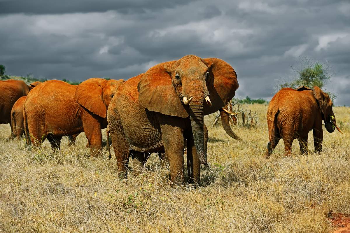 Rote Elefanten im Tsavo Ost Nationalpark in Kenia