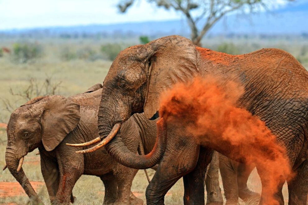 Elefant färbt sich mit roter Erde ein im Tsavo Ost Nationalpark in Kenia