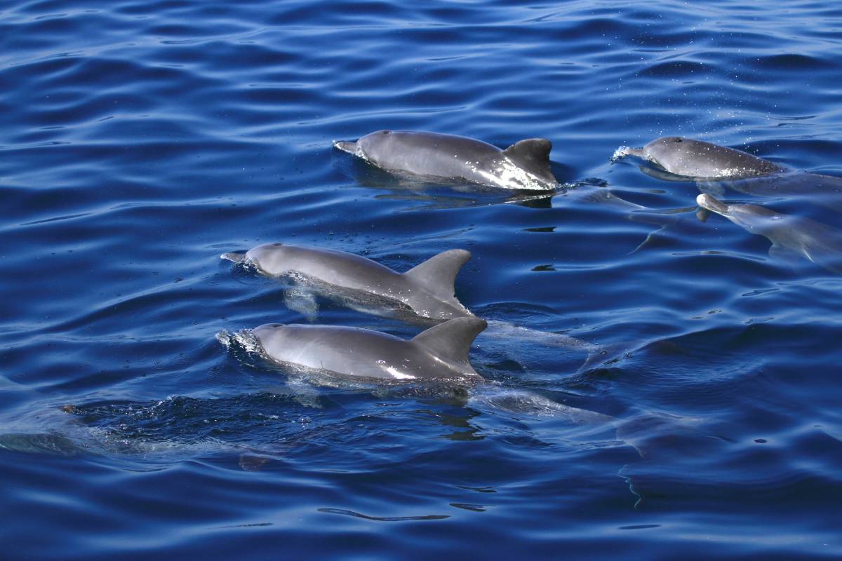 Delfine im Watamu Marine Park