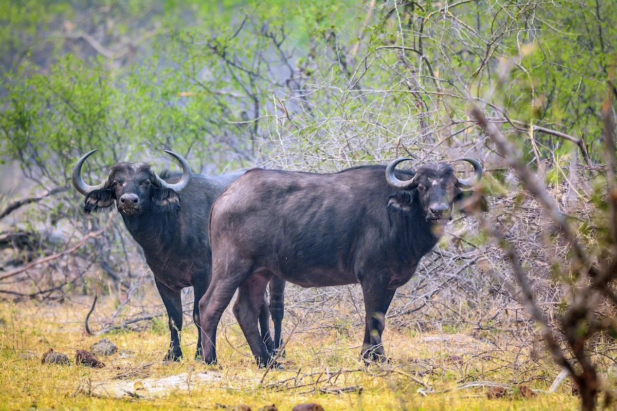 Zwei Büffel im Bwabwata Nationalpark.