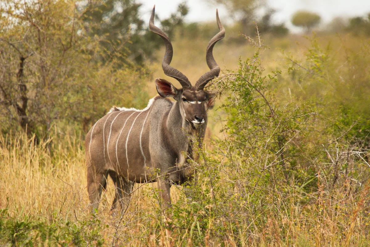 Kudu imn der Steppenlandschaft des Bwabwata Nationalparks.