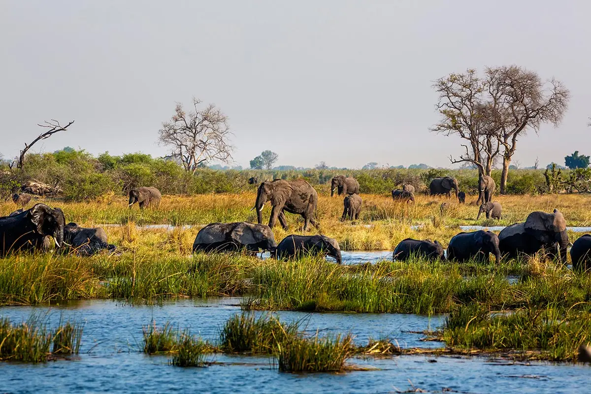 Elefanten im Sumpfgebiet des Bwabwata Nationalparks.