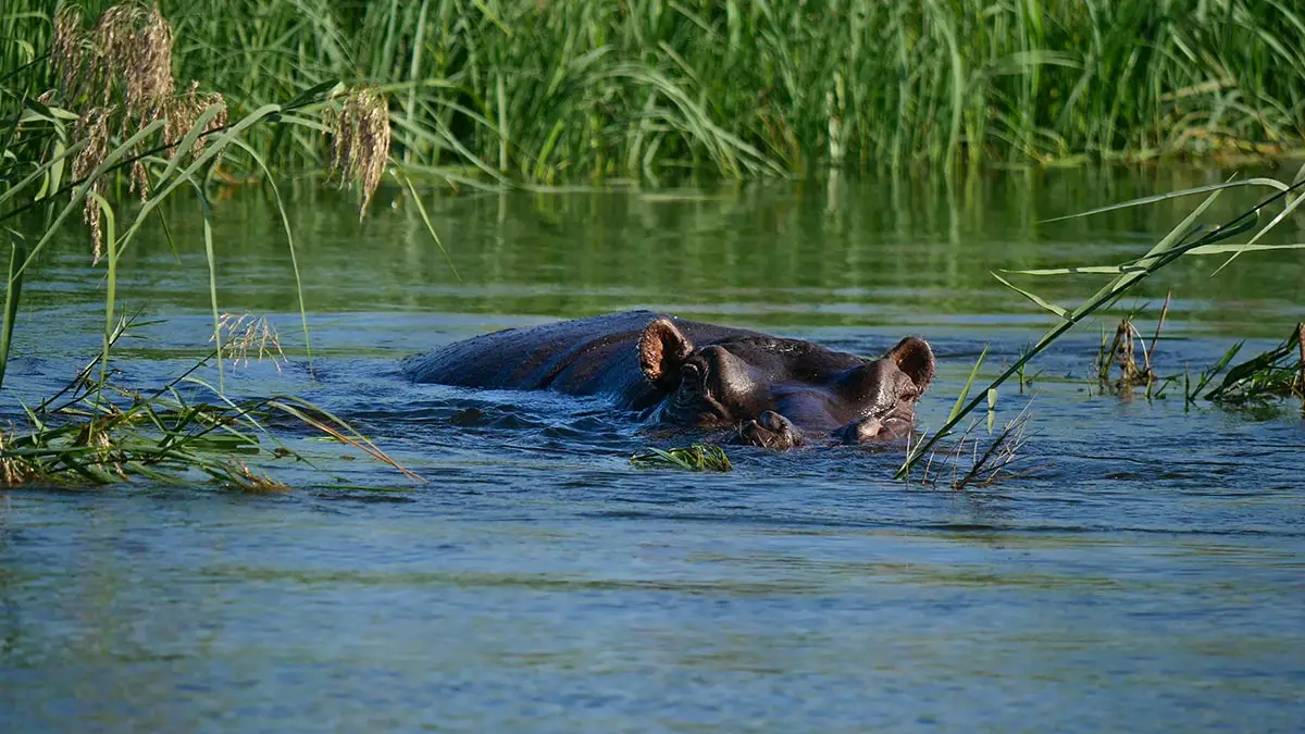 Nilpferd ist untergetaucht im Okavango Fluss im Bwabwata Nationalpark.