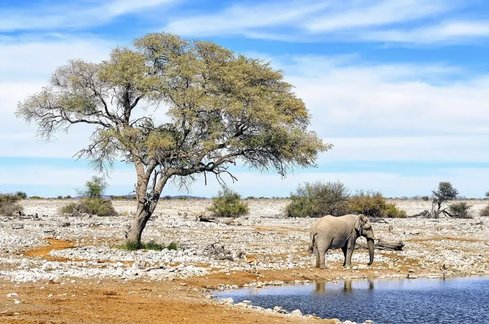 Elefanten trinken an einem Wasserloch im Etosha Nationalpark.