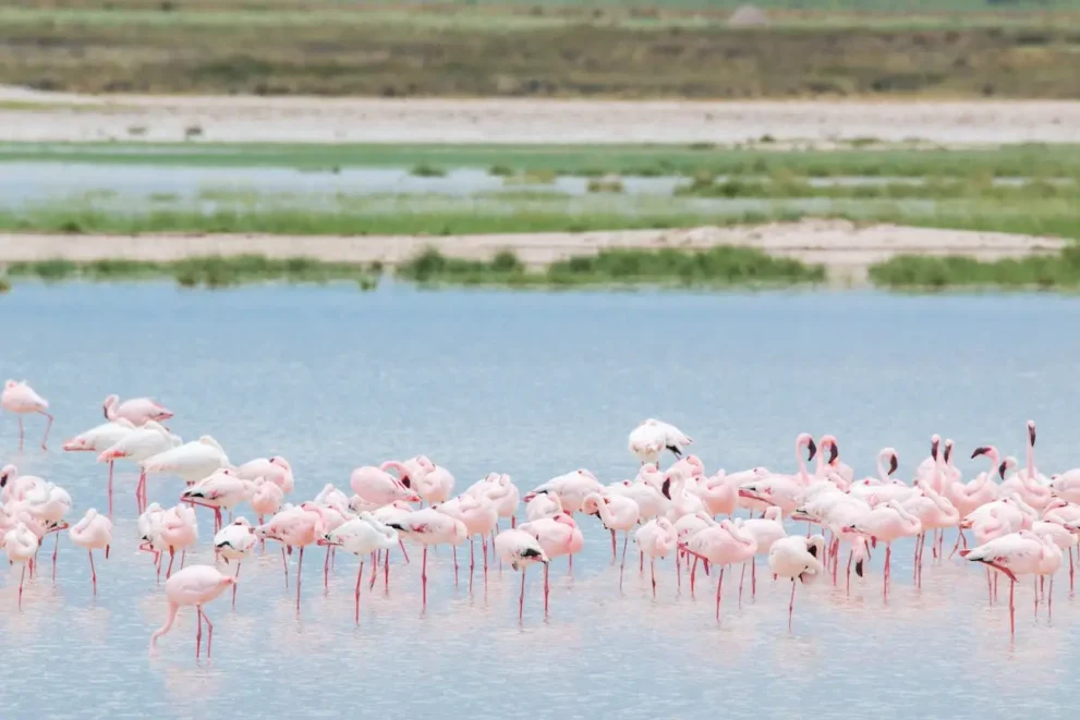 Flamingos in der Salzpfanne des Etosha Nationalparks.