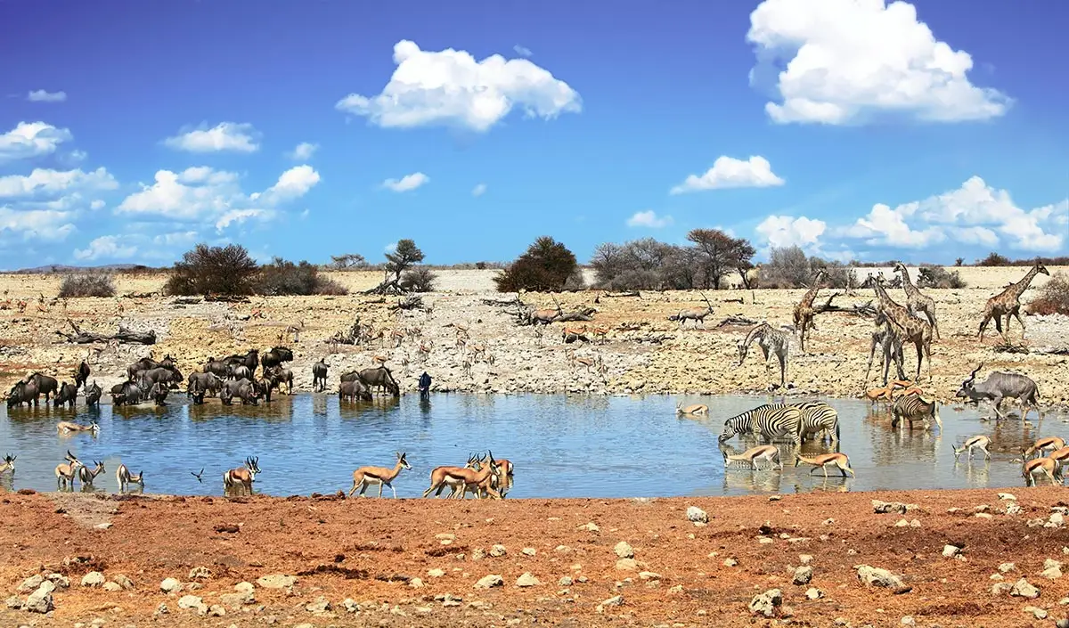 Antilopen, Zebras und Giraffen an einem Wasserloch im Etosha Nationalpark.