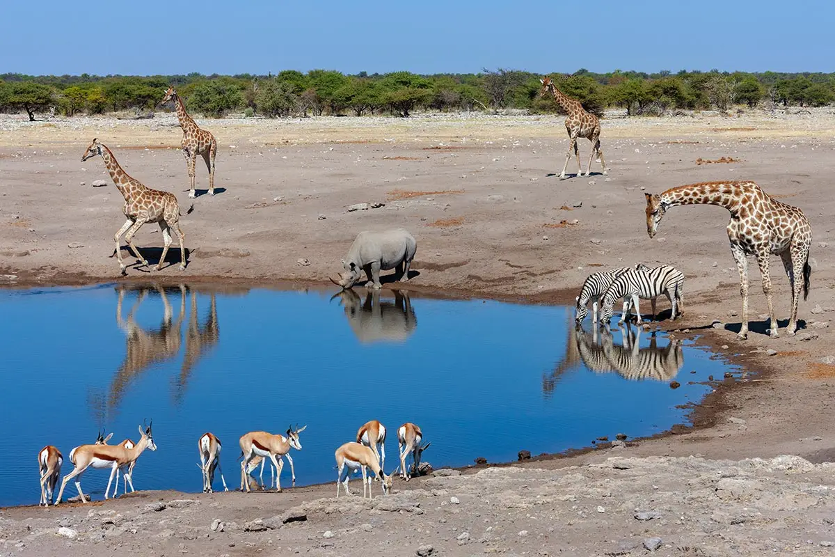 Nashorn, Giraffen, Antilopen und Zebras an einem Wasserloch im Etosha Nationalpark.