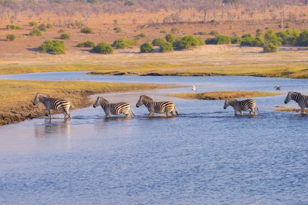 Eine Herde von Zebras überquert einen Fluss im Etosha Nationalpark.