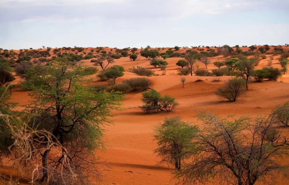 Einzelne Bäume in einer roten Sandlandschaft in der Kalahari Wüste.