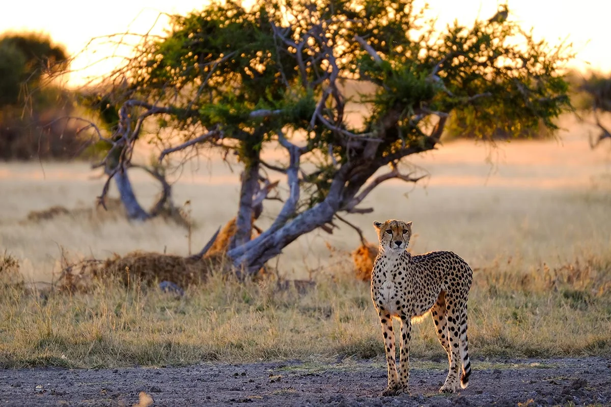 Jaguar in der Kalahari Wüste.