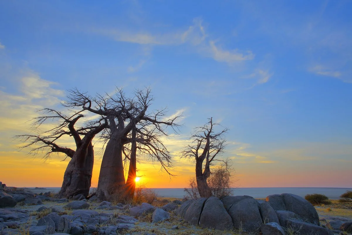 Kubu Island, Baobab-Bäume in der Salzpfanne der Kalahari Wüste.
