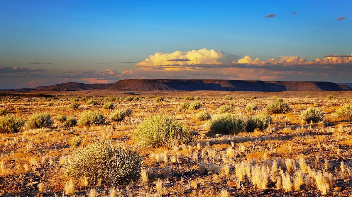 Landschaft mit Dornensträuchern in der Kalahari Wüste.