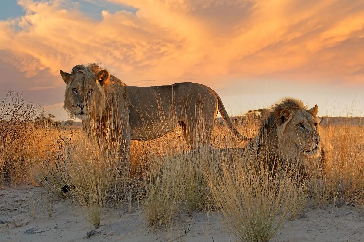 Ein Löwenpaar in der Kalahari Wüste.