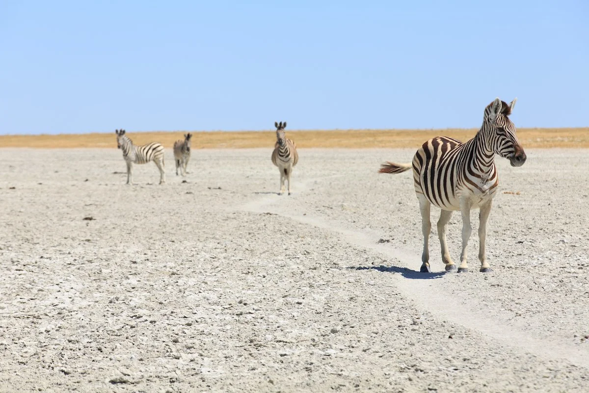 Makgadikgadi Salzpfannen mit einigen Zebras in der Kalahari Wüste.