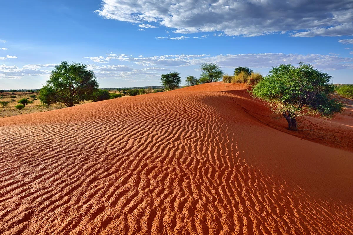Eine rote Düne in der Kalahari Wüste.