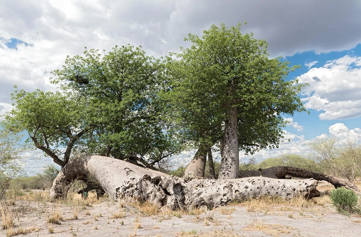 Alter Baobab Baum im Khaudum Nationalpark.