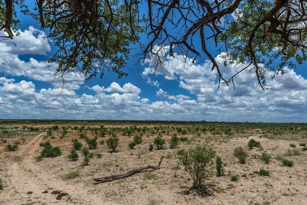 Eine Dornwüste im Khaudum Nationalpark.