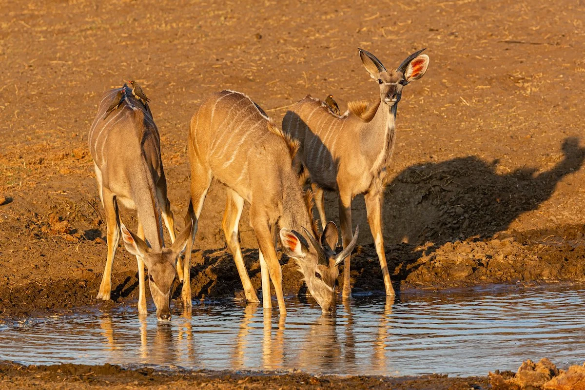 Drei Antilopen an einem Wasserloch im Khaudum Nationalpark.