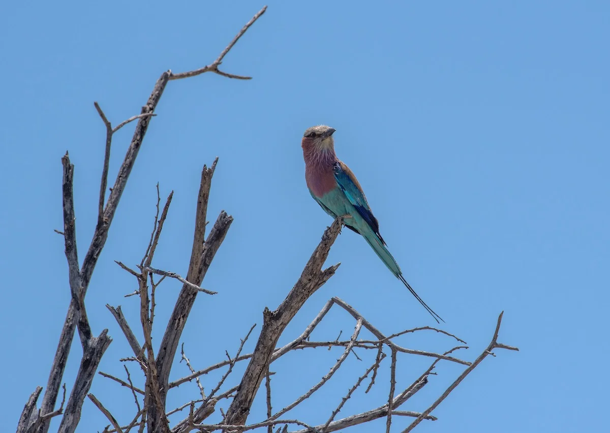 Ein bunter Vogel im Khaudum Nationalpark.