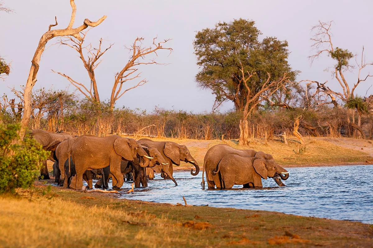 Elefanten am Wasserloch im Mudumu Nationalpark.