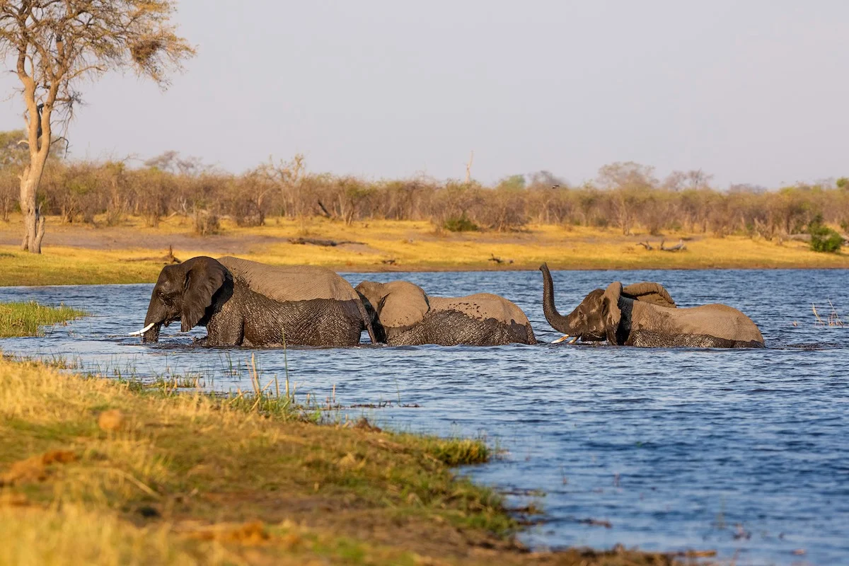 Elefantenherde am Kwando Fluss im Mudumu Nationalpark.