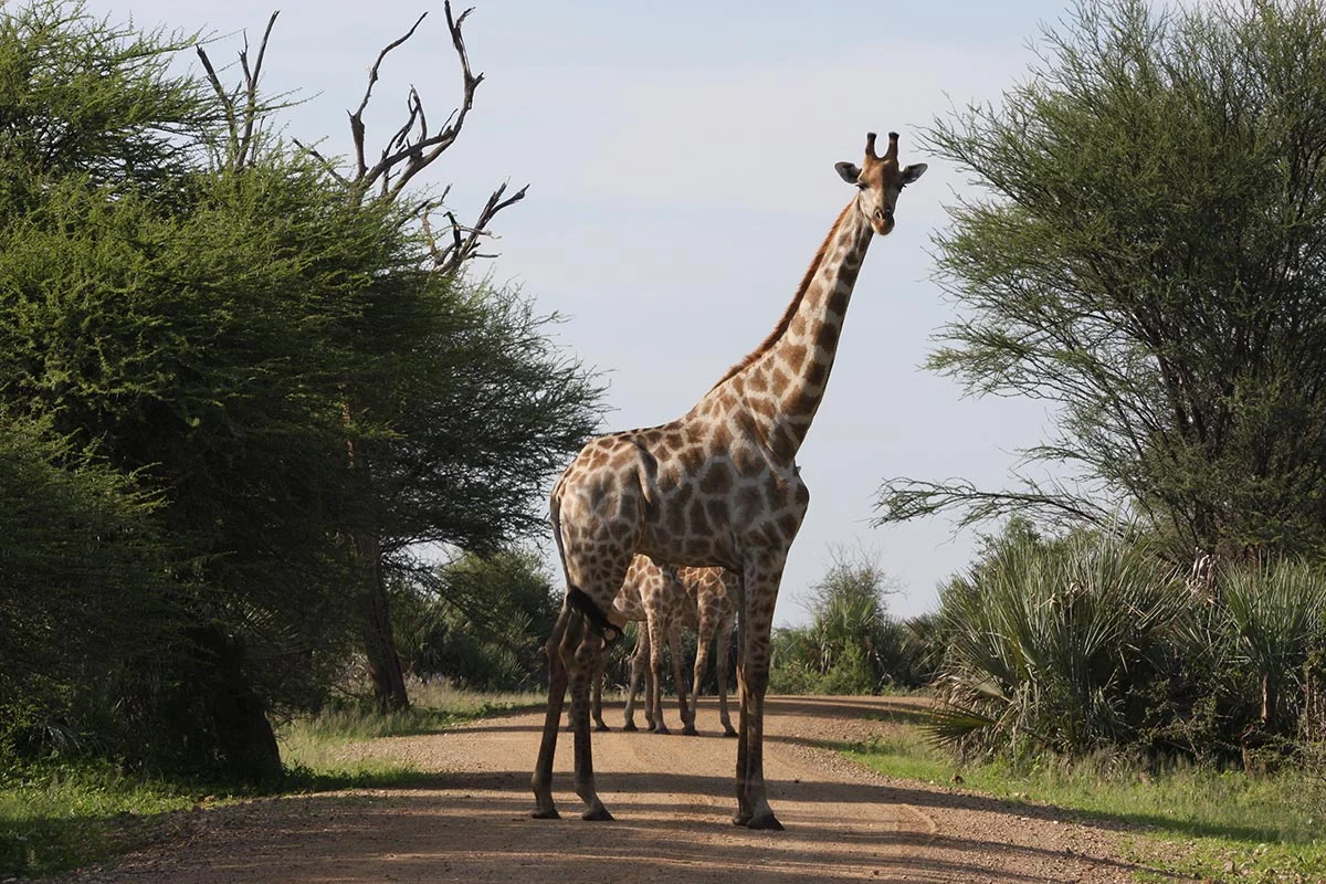 Giraffe im Mudumu Nationalpark.