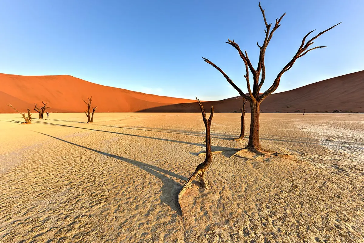 Kahle Bäume in der Tonpfanne vom Namib-Naukluft Nationalpark, im Hintergrund rote Dünen.