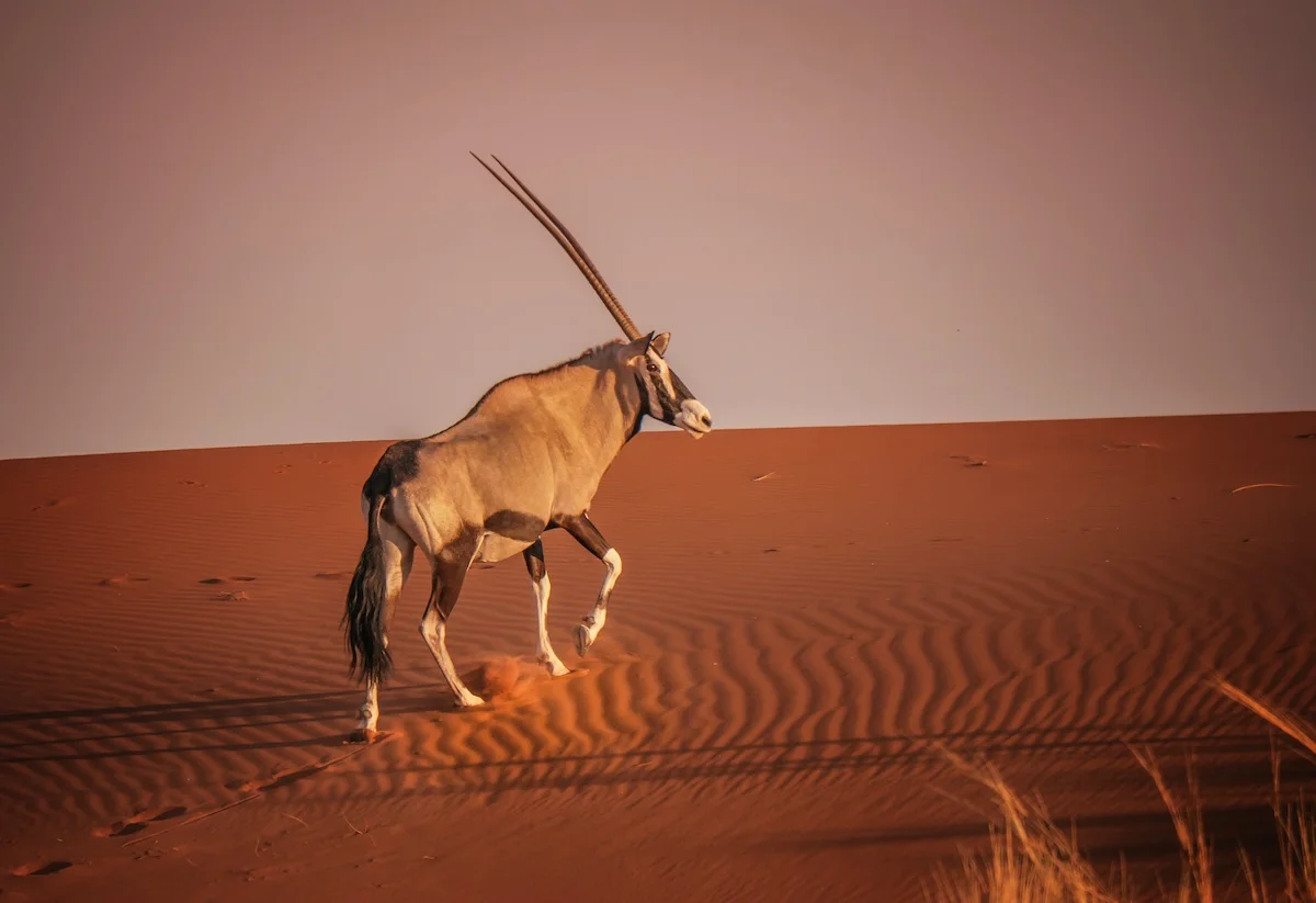 Ein Oryx klettert eine rote Sanddüne hoch im Namib-Naukluft Nationalpark.