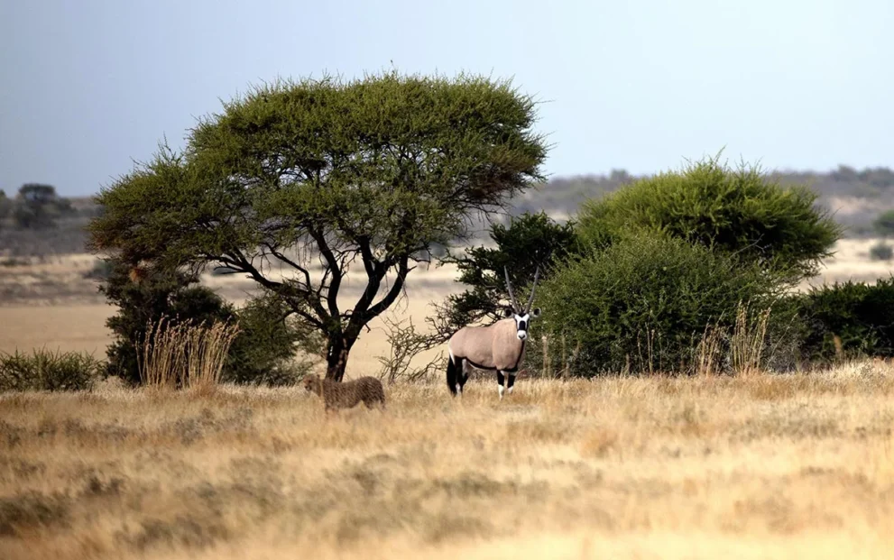 Löwe und Antilope im Central Kalahari Game Reserve.