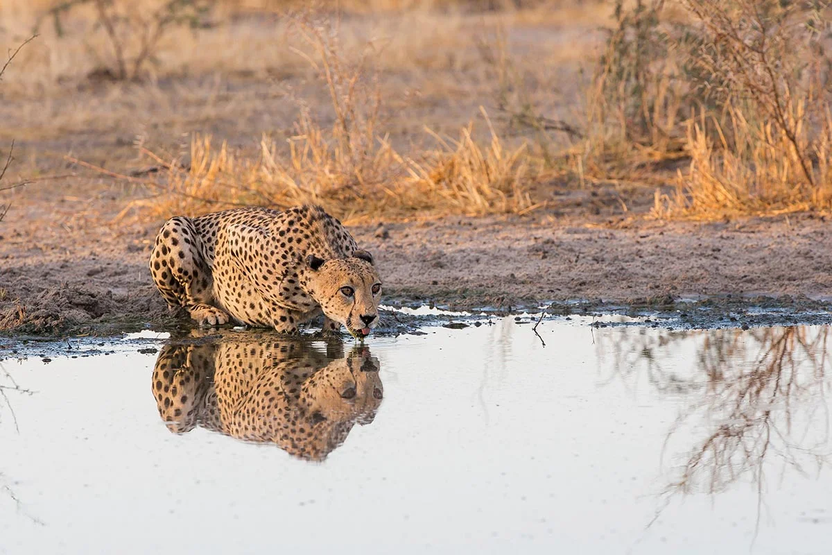 Leopard im Central Kalahari Game Reserve.
