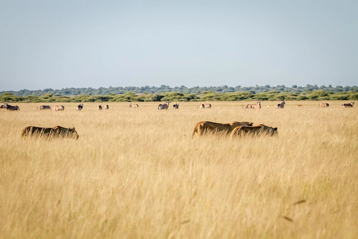 Graslandschaft mit Löwen im Central Kalahari Game Reserve.