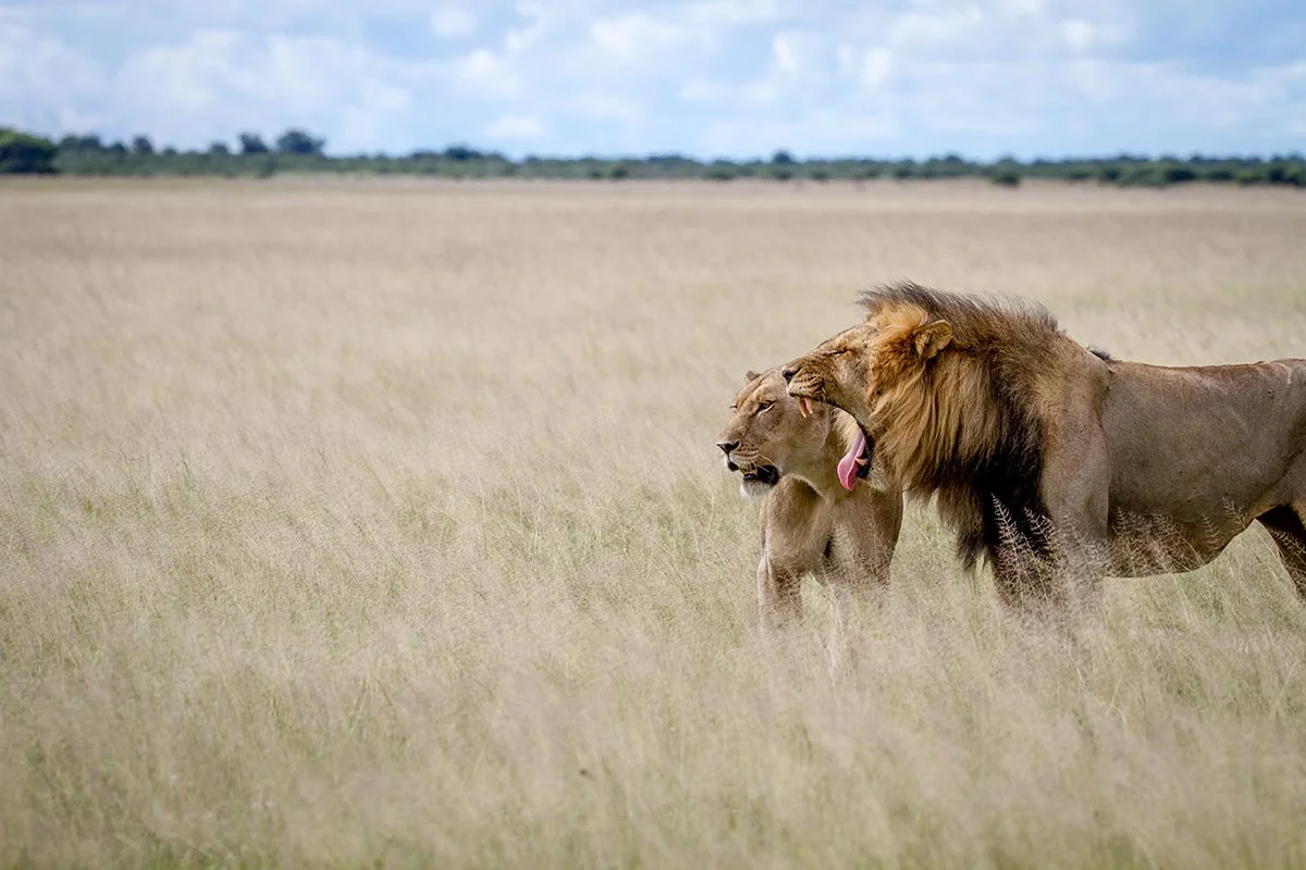 Löwen im Central Kalahari Game Reserve.