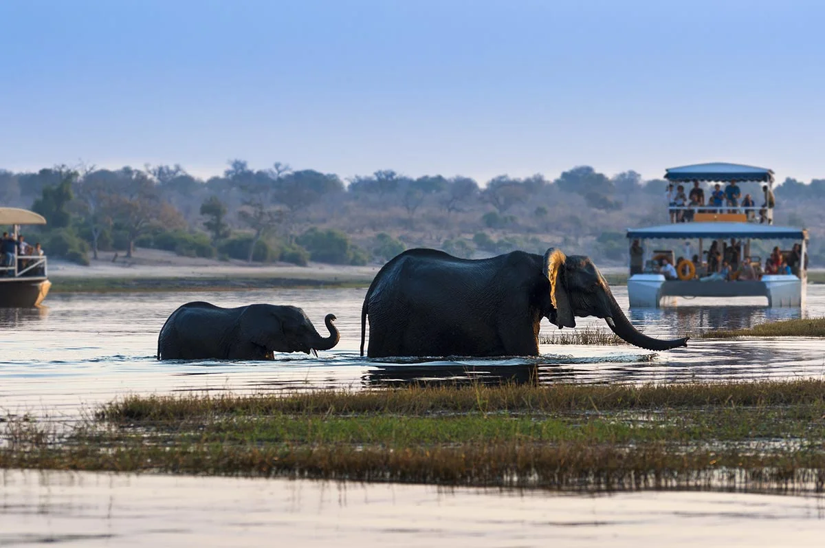 Boot und Elefanten am Chobe Fluss im Chobe Nationalpark.