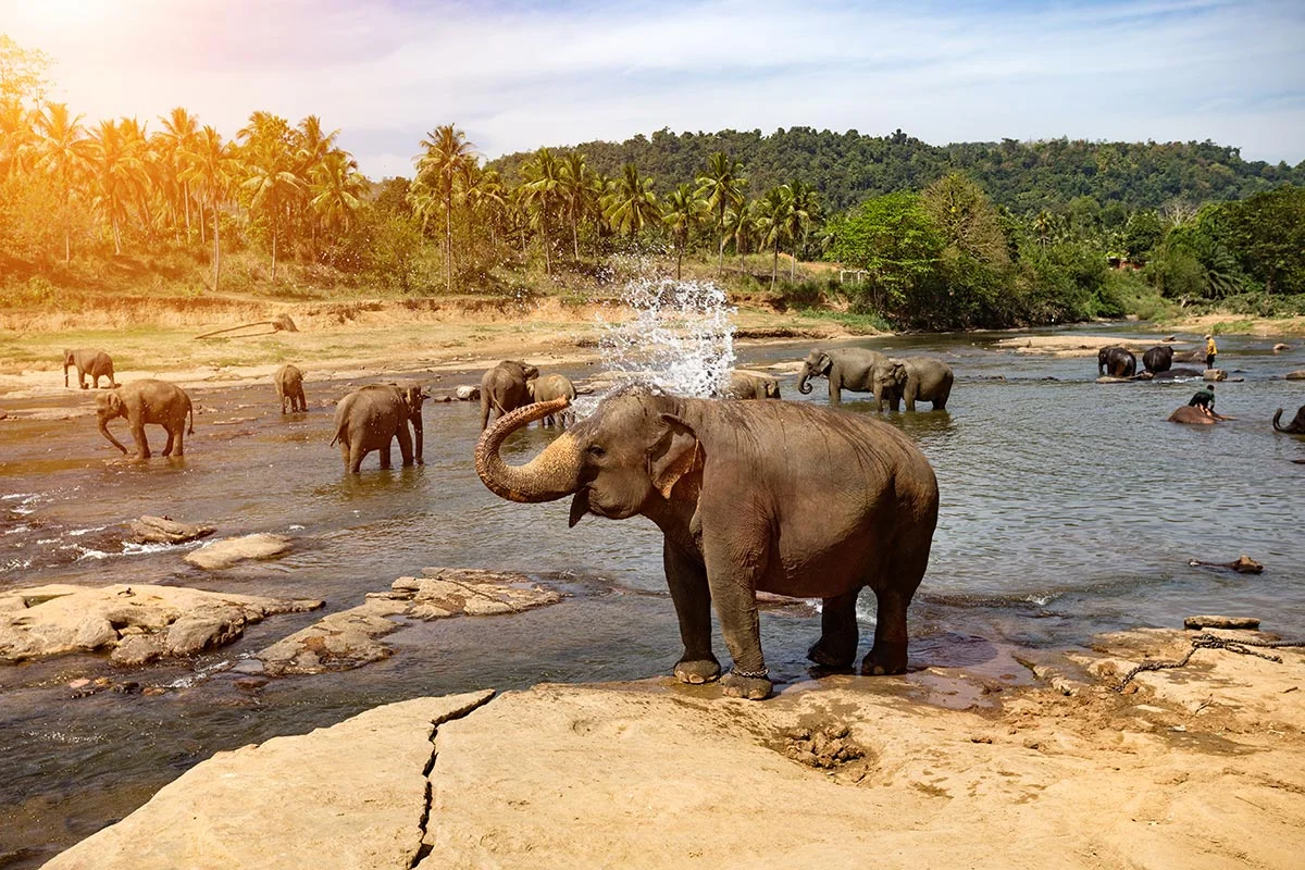 Elefanten am Fluss im Chobe Nationalpark.