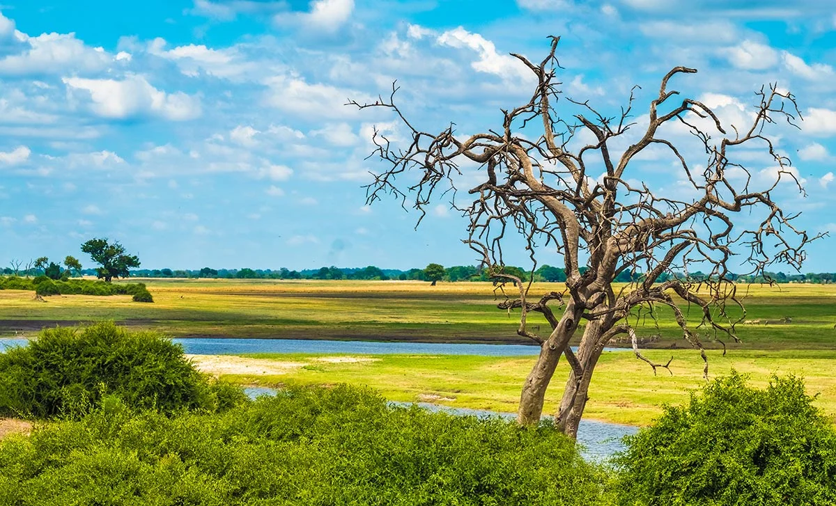 Flussufer im Chobe Nationalpark.