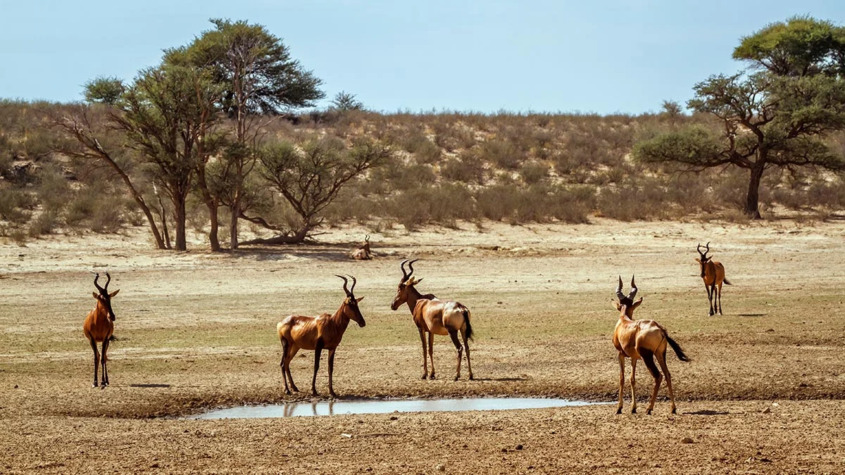 Antiloppen im Flussbett des Kgalagadi Transfrontier Nationalparks.